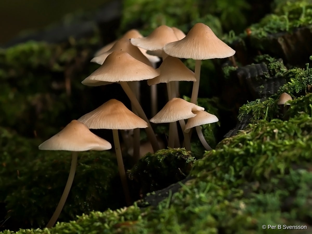 Natur