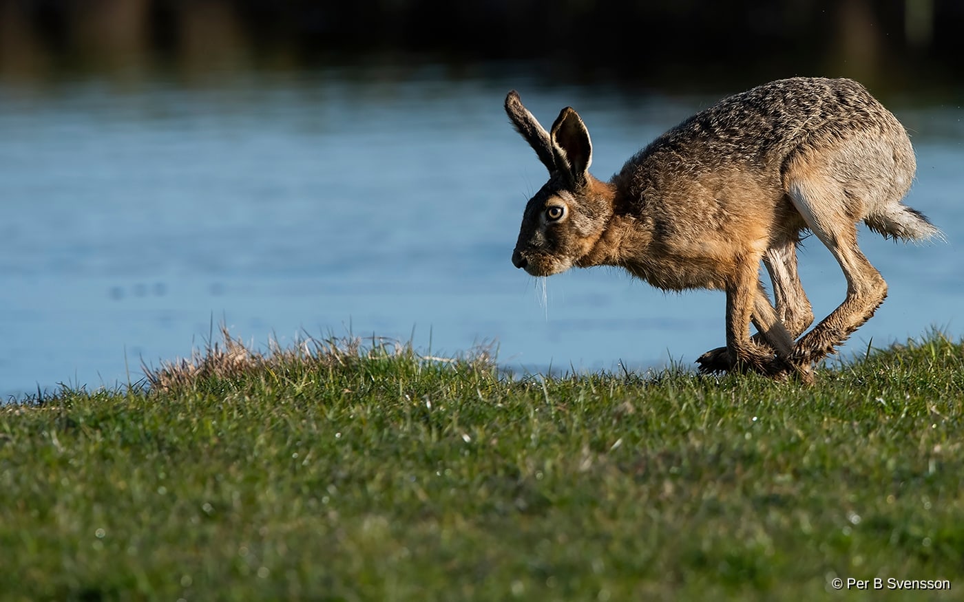 Hare