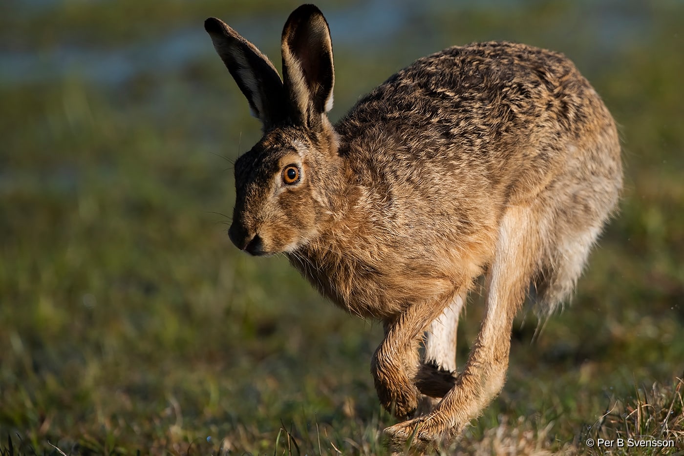 Hare