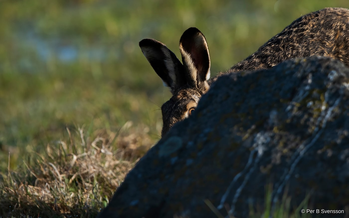 Hare