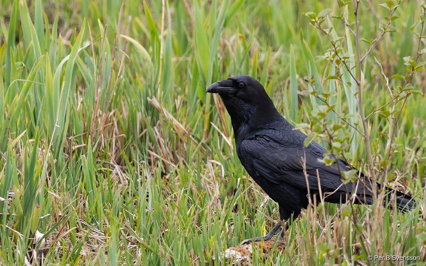 Ravn