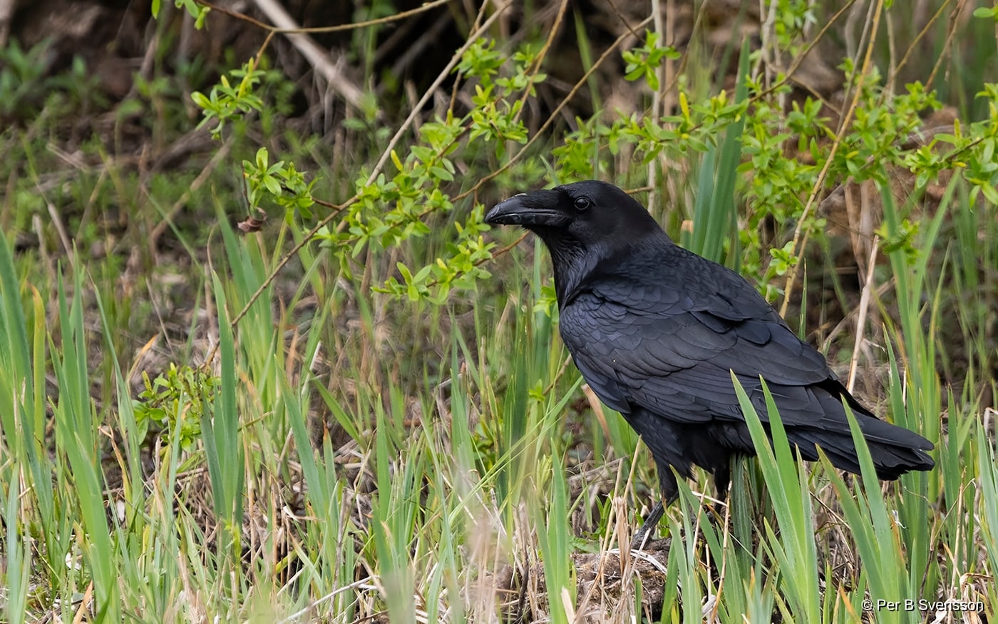 Ravn