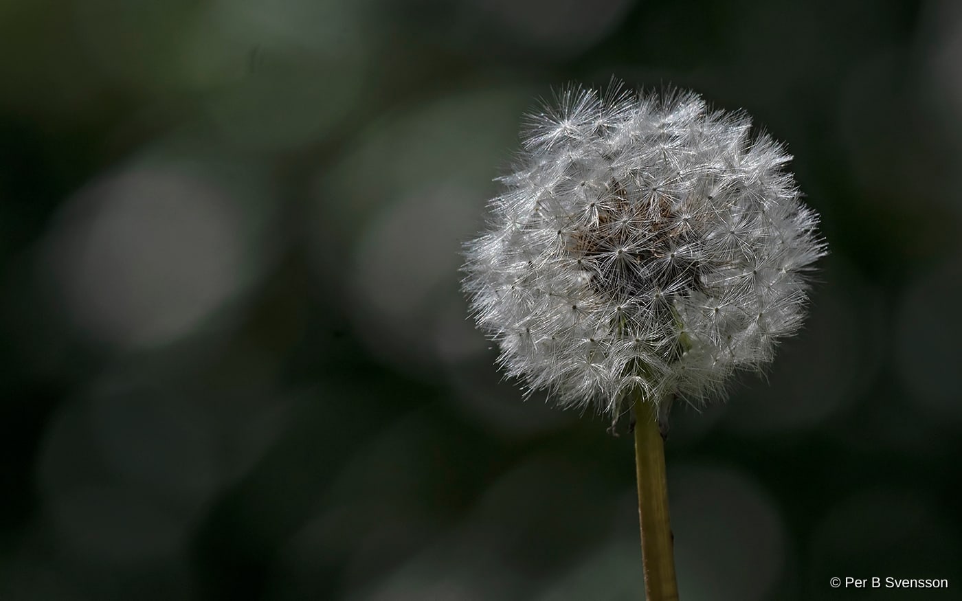 Pollen