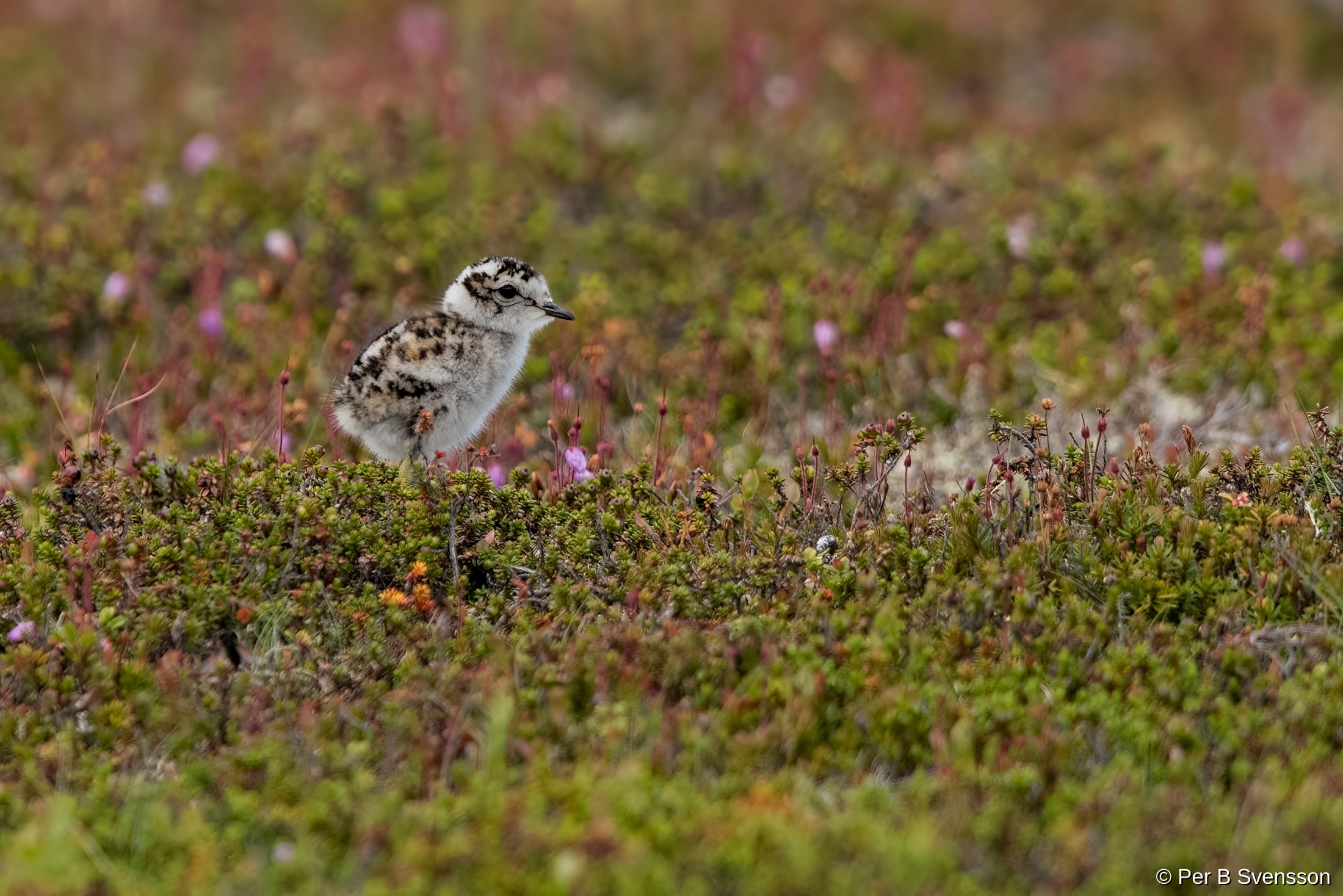 Pomeransfugl Kylling