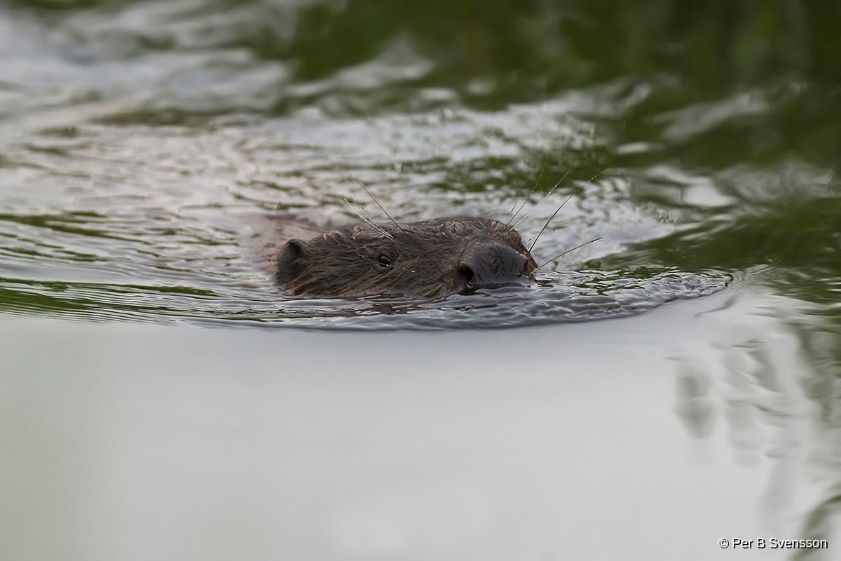 Bæver