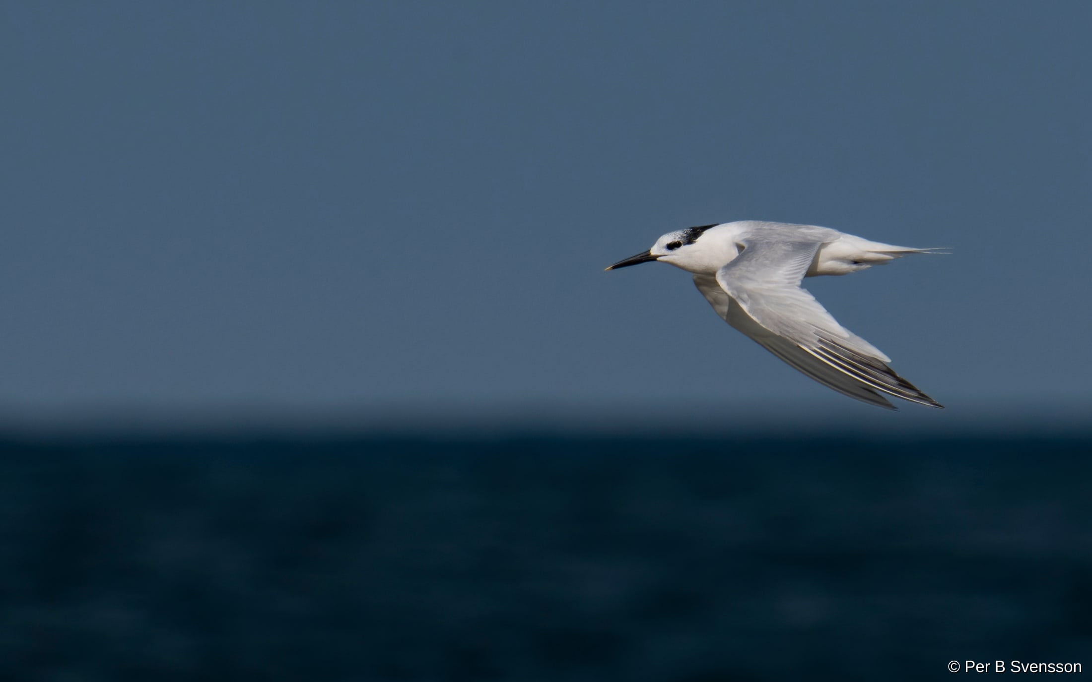 Splitterne