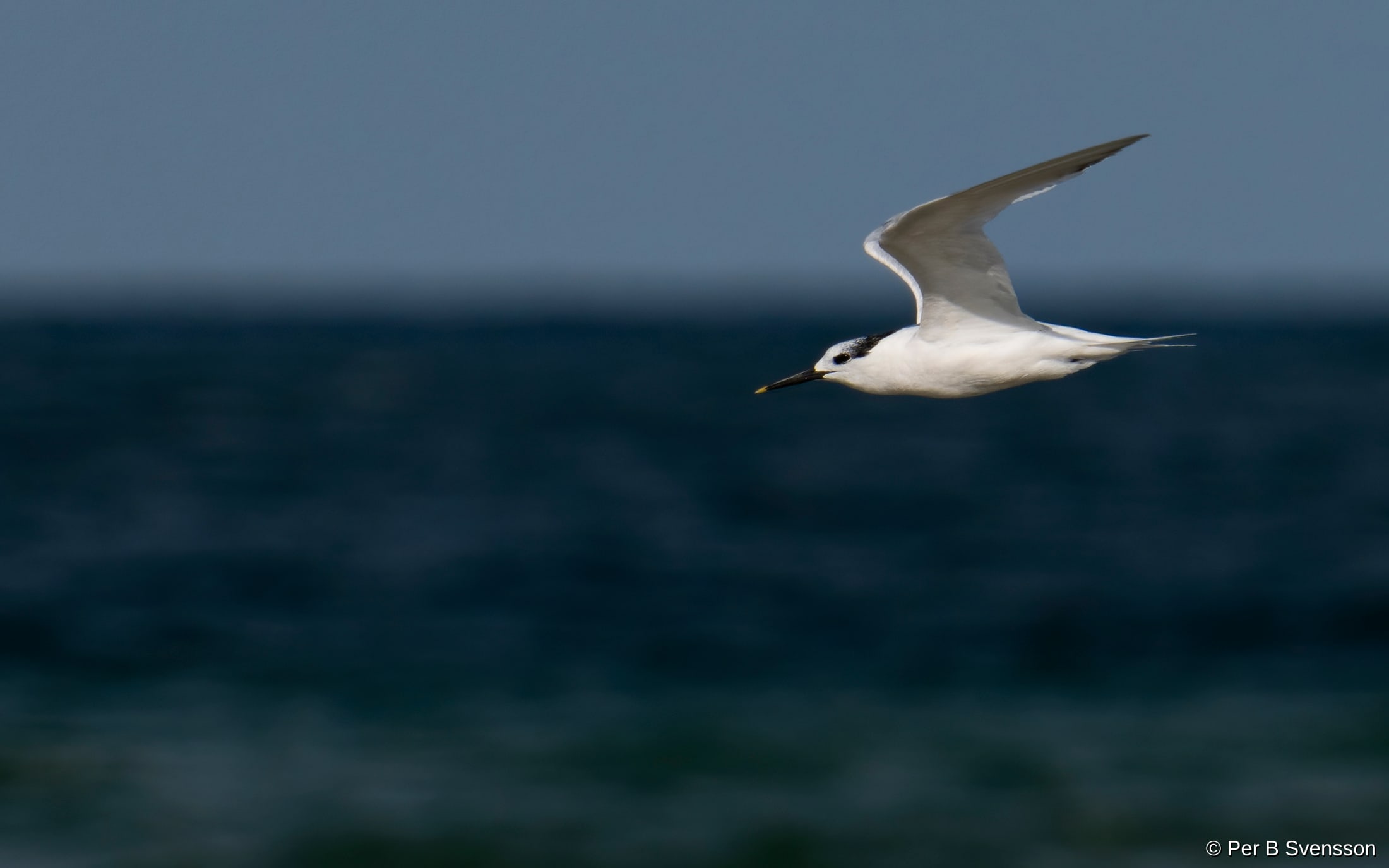 Splitterne