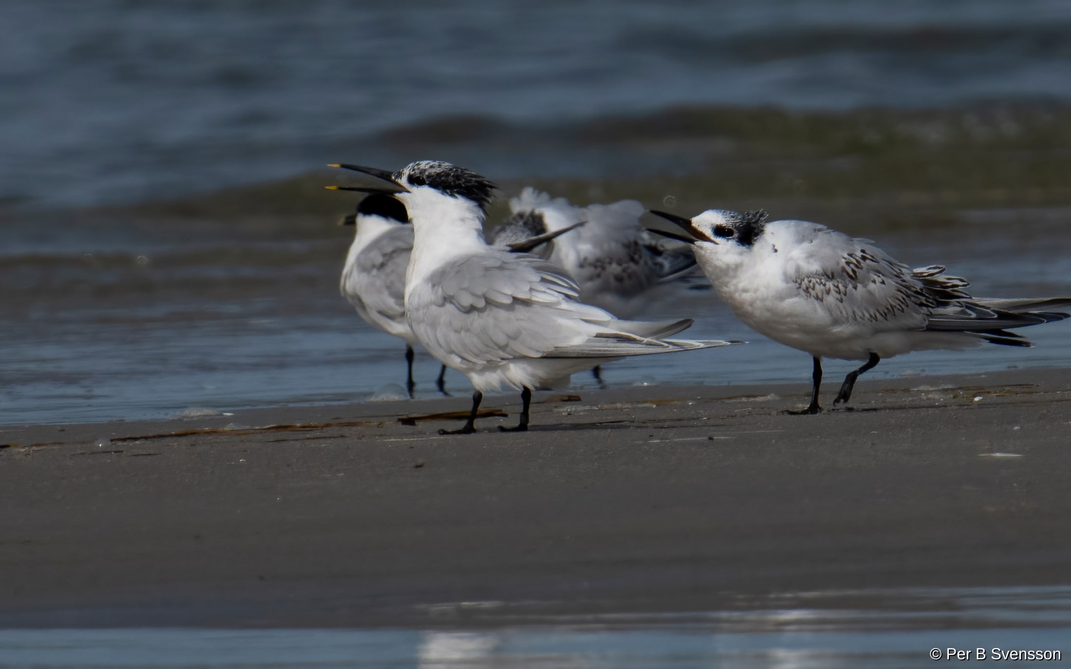 Splitterne