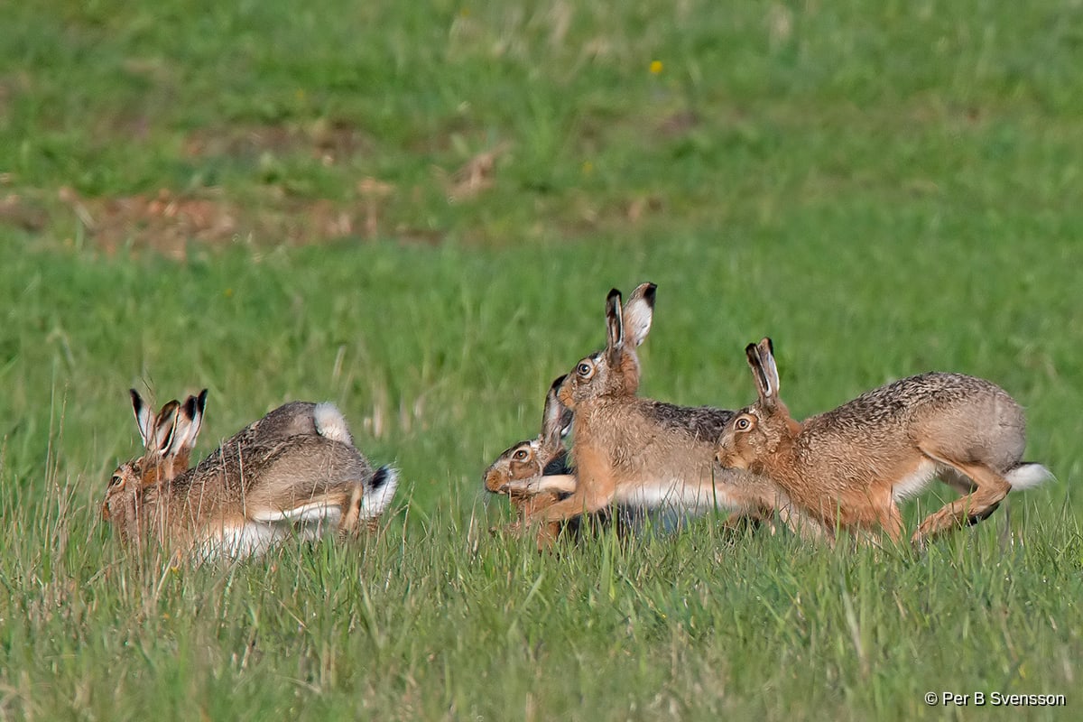 Hare
