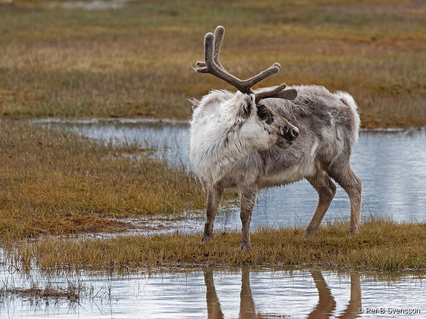 Svalbard Ren