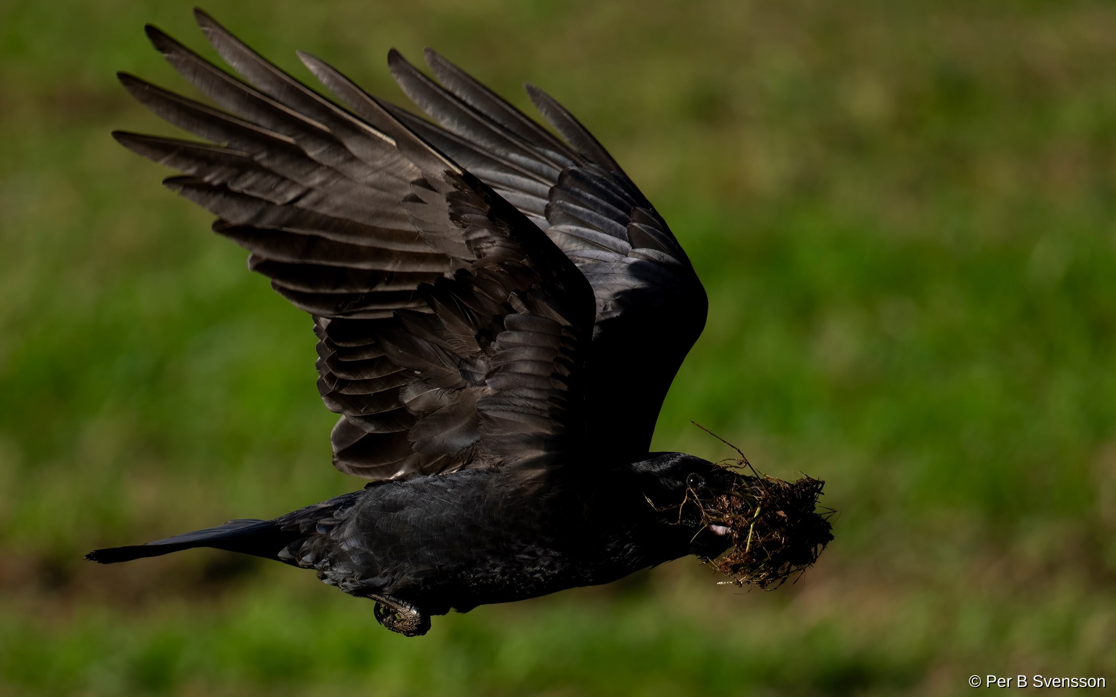 Ravn