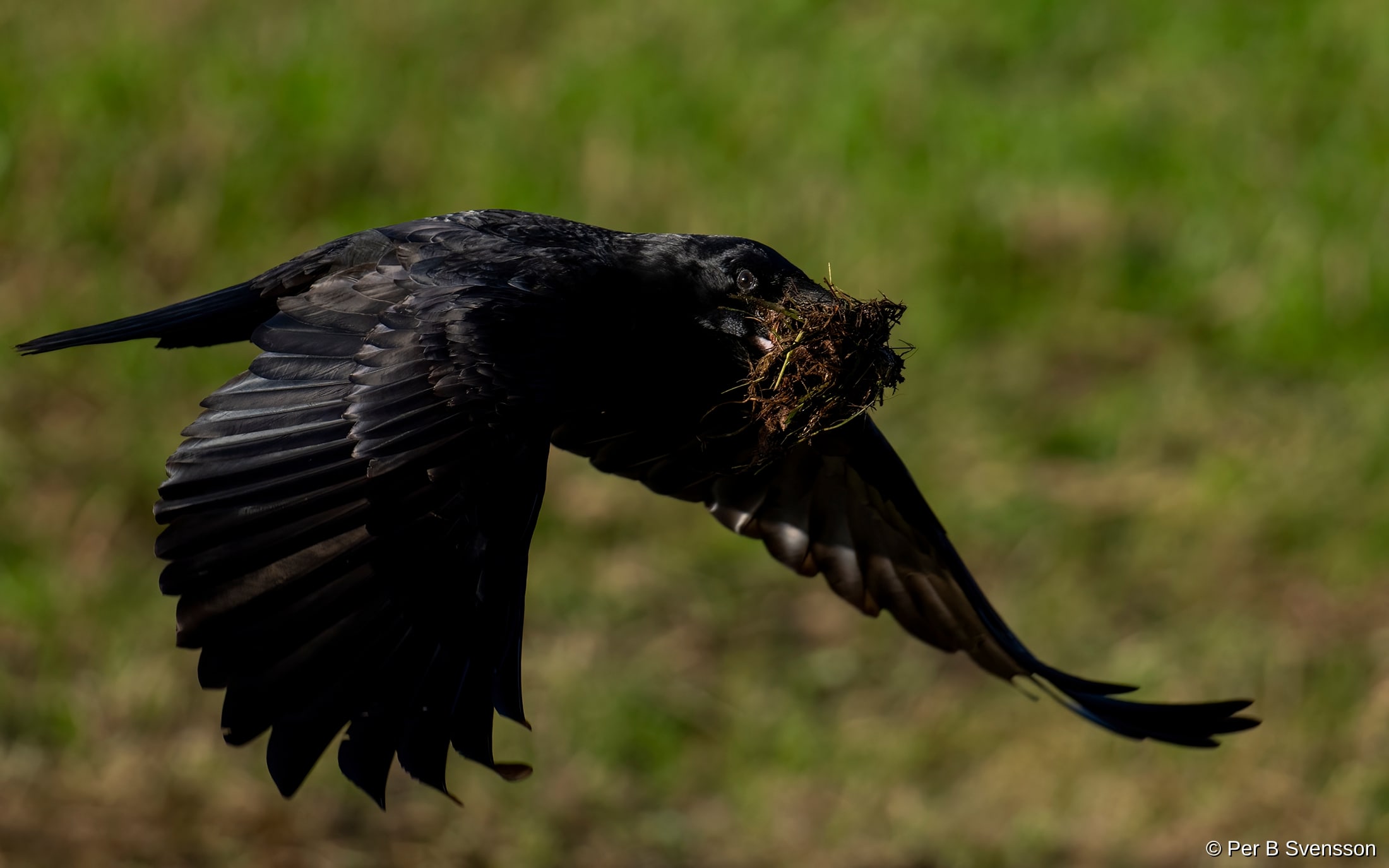 Ravn