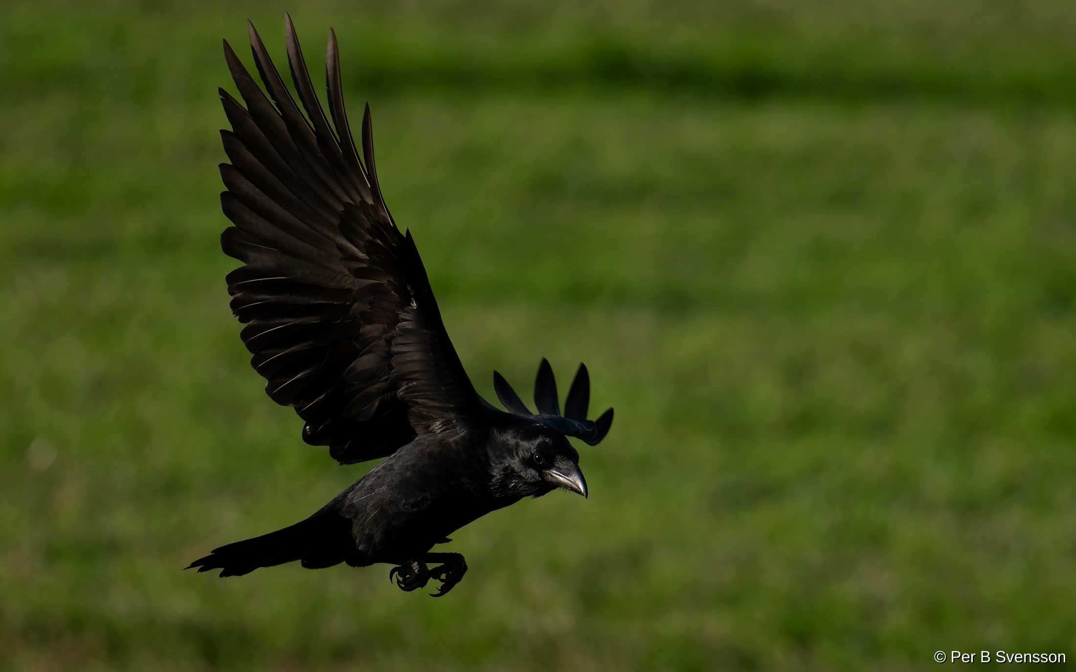 Ravn