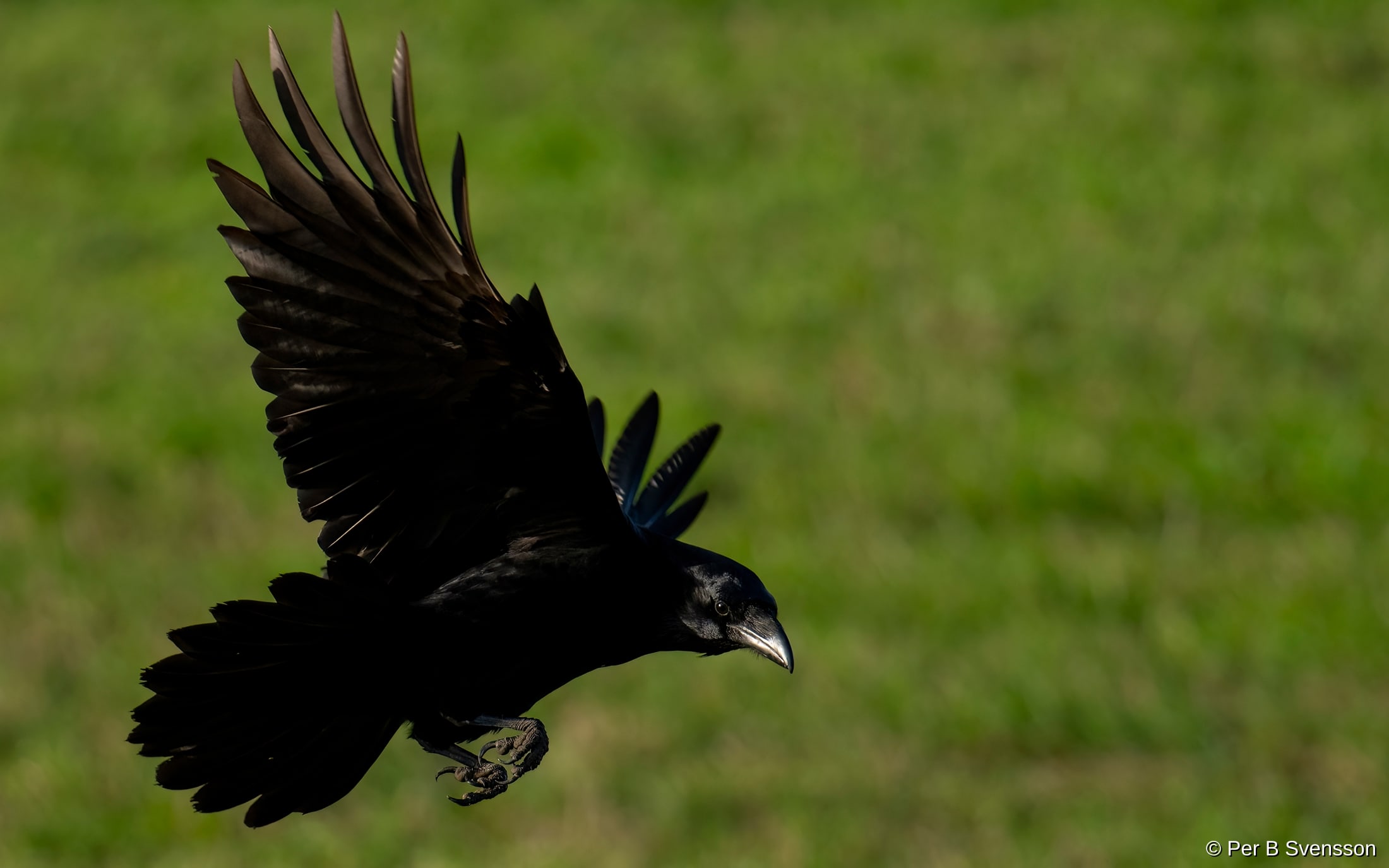 Ravn