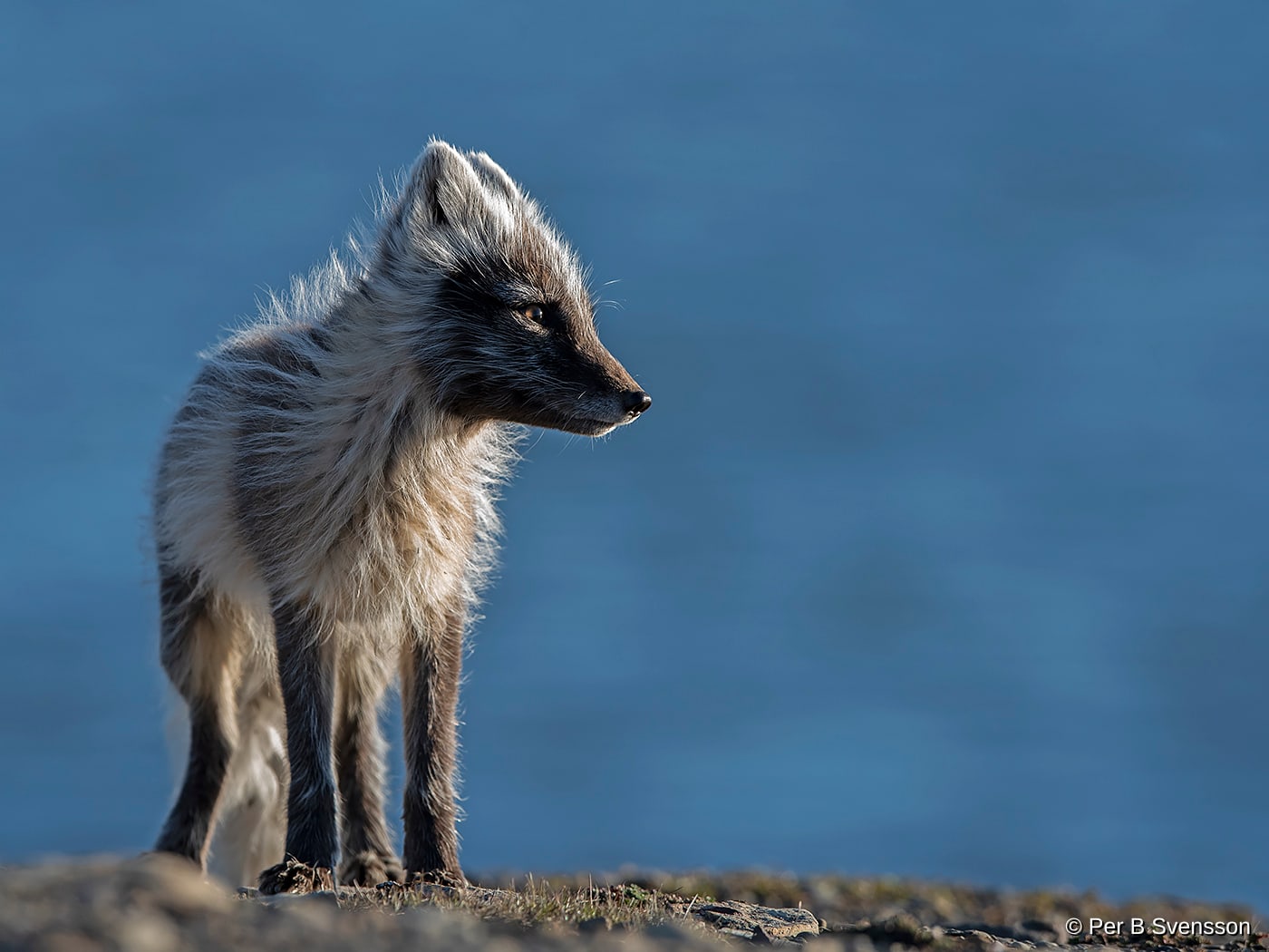 Polarræv
