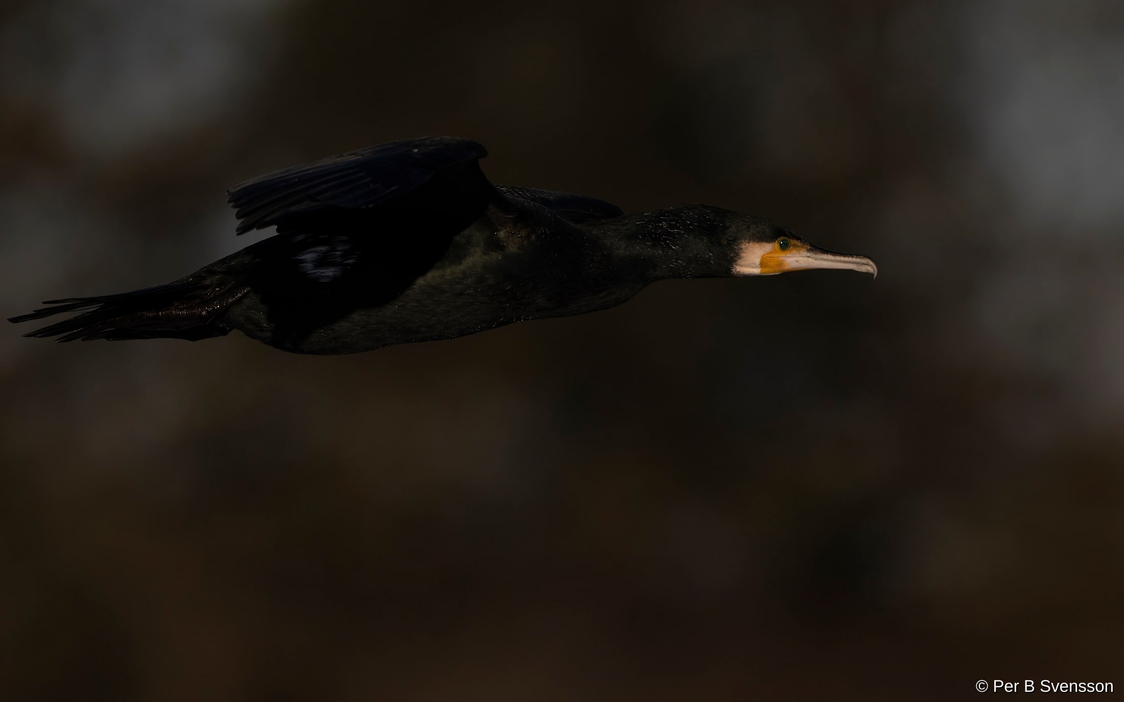 Skarv