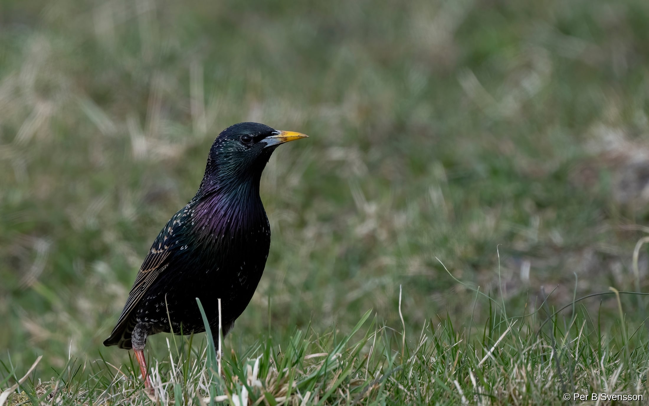 Stær