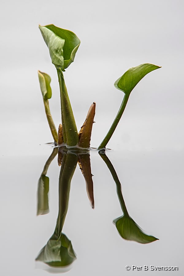 Natur