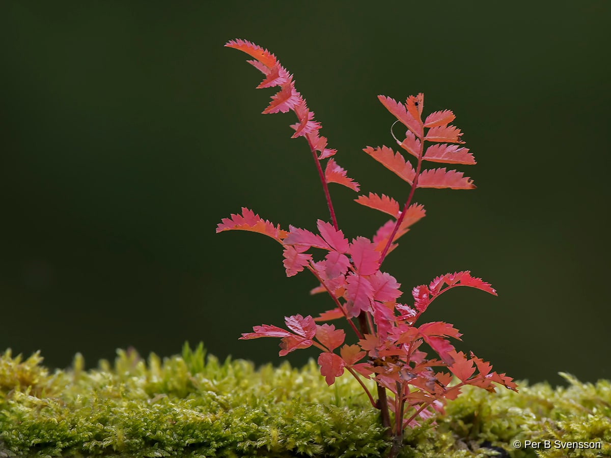 Natur