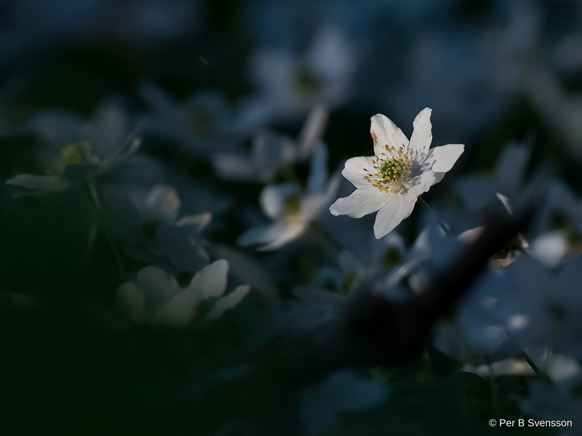 Natur
