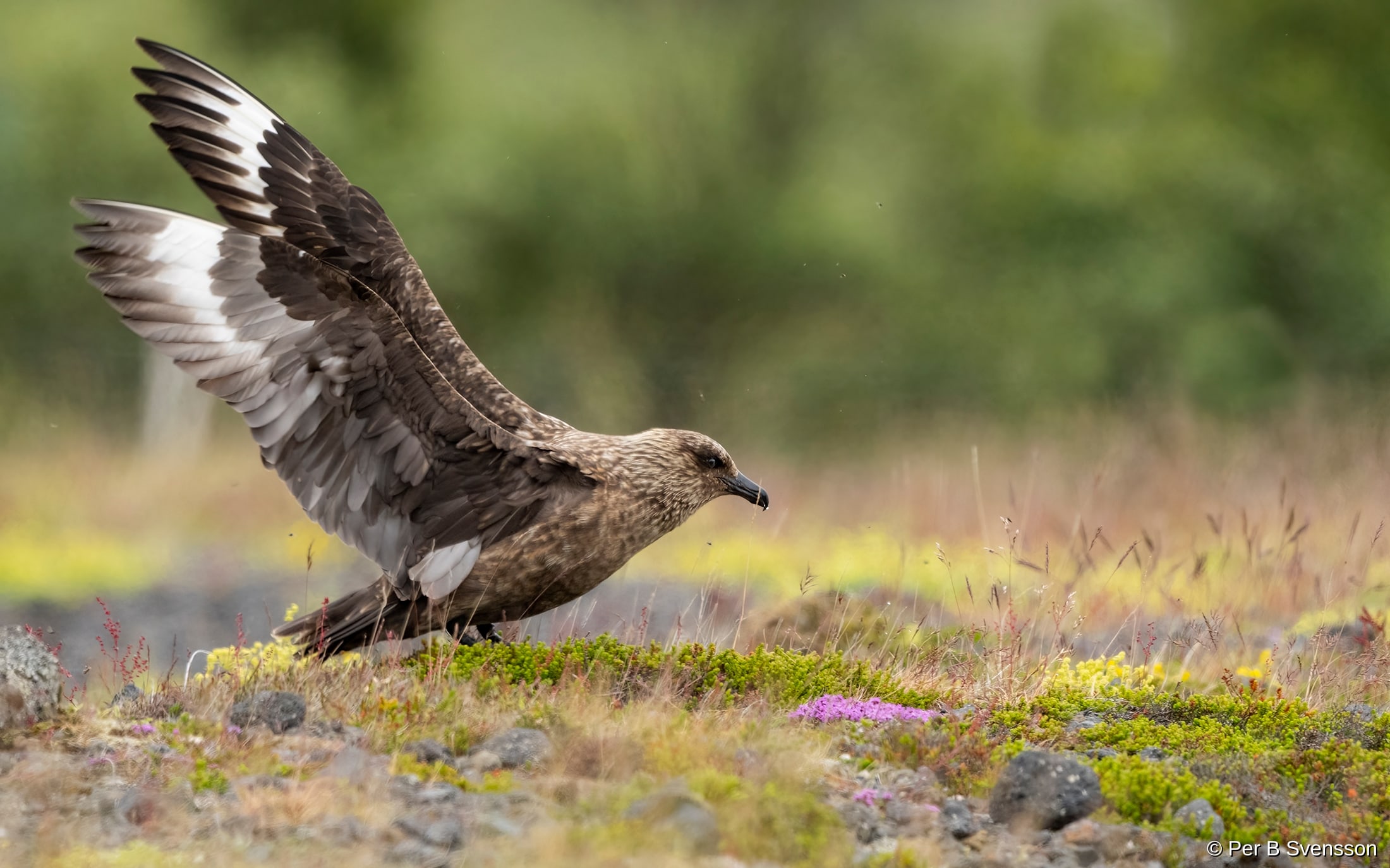 Storkjove