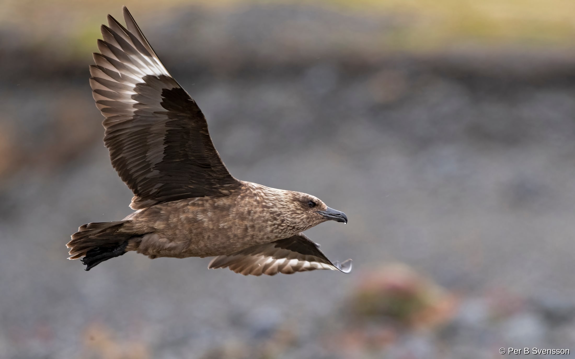 Storkjove
