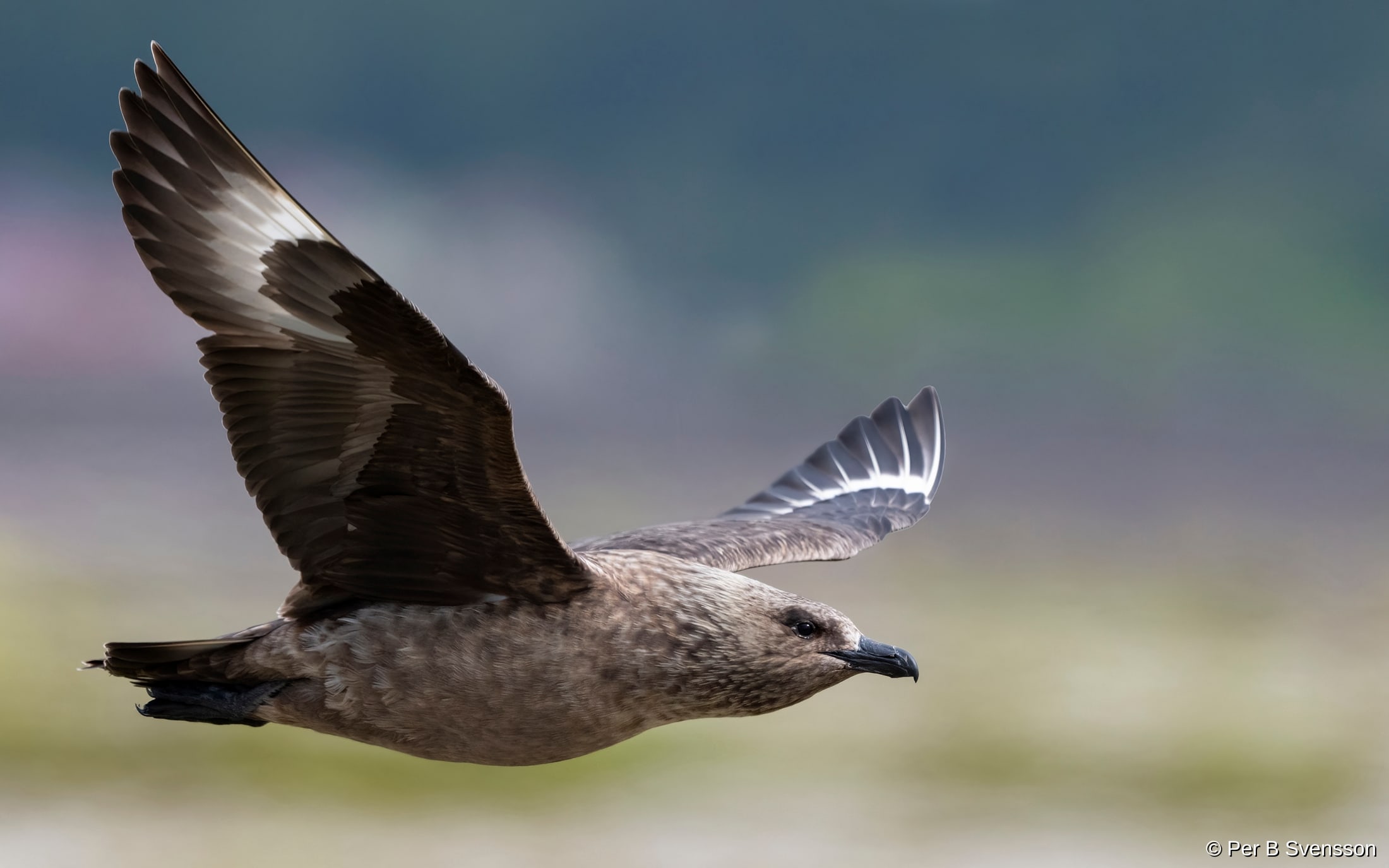 Storkjove
