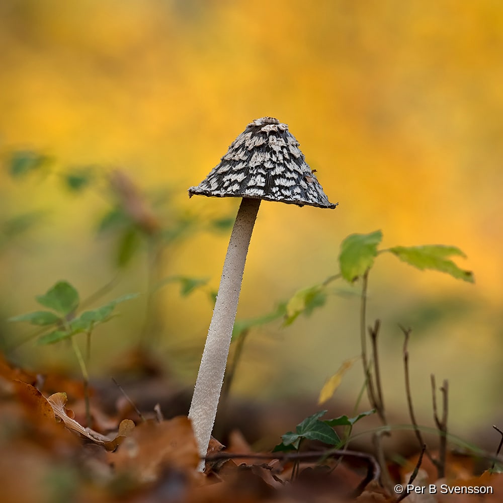 Natur