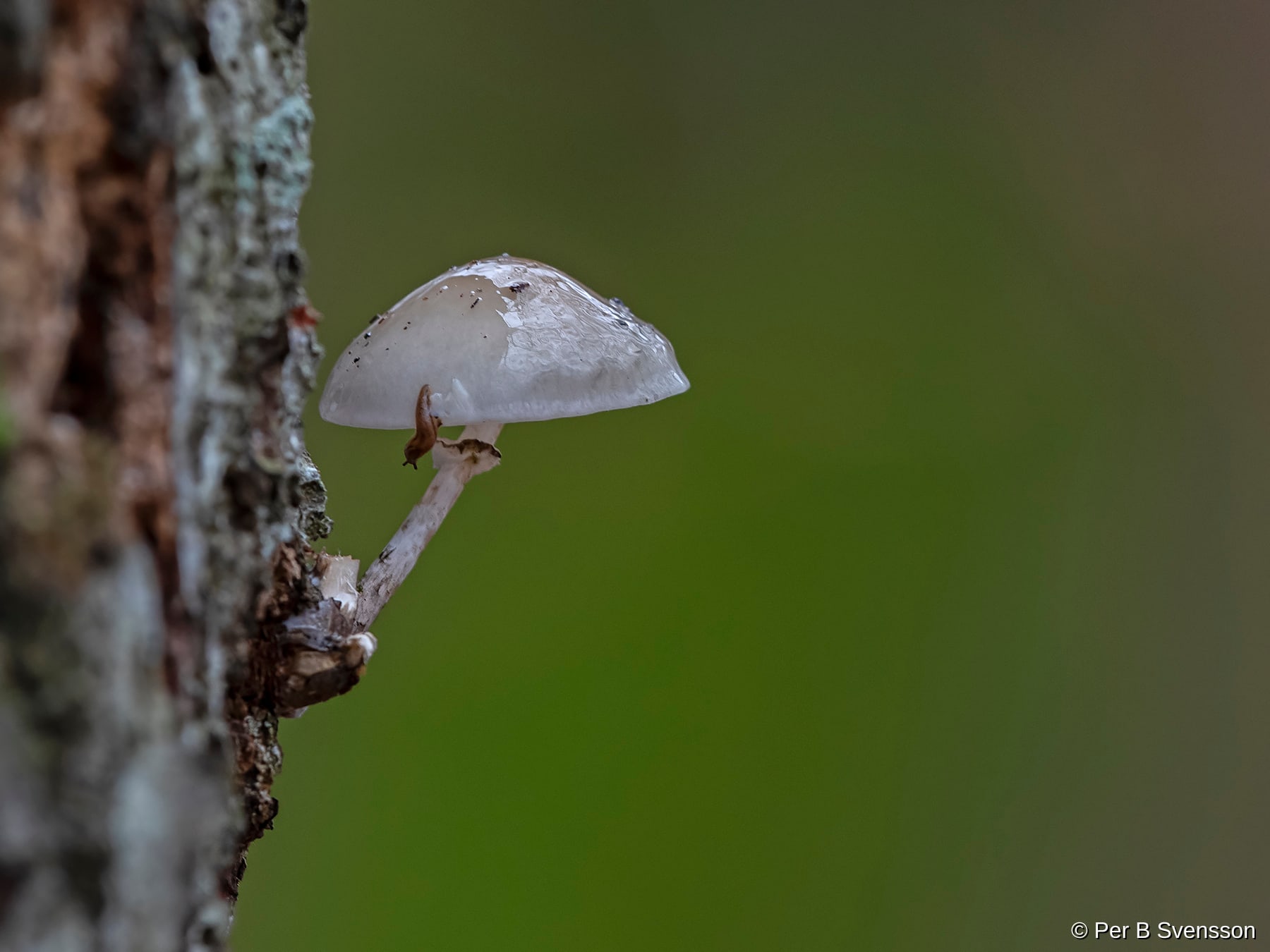 Natur