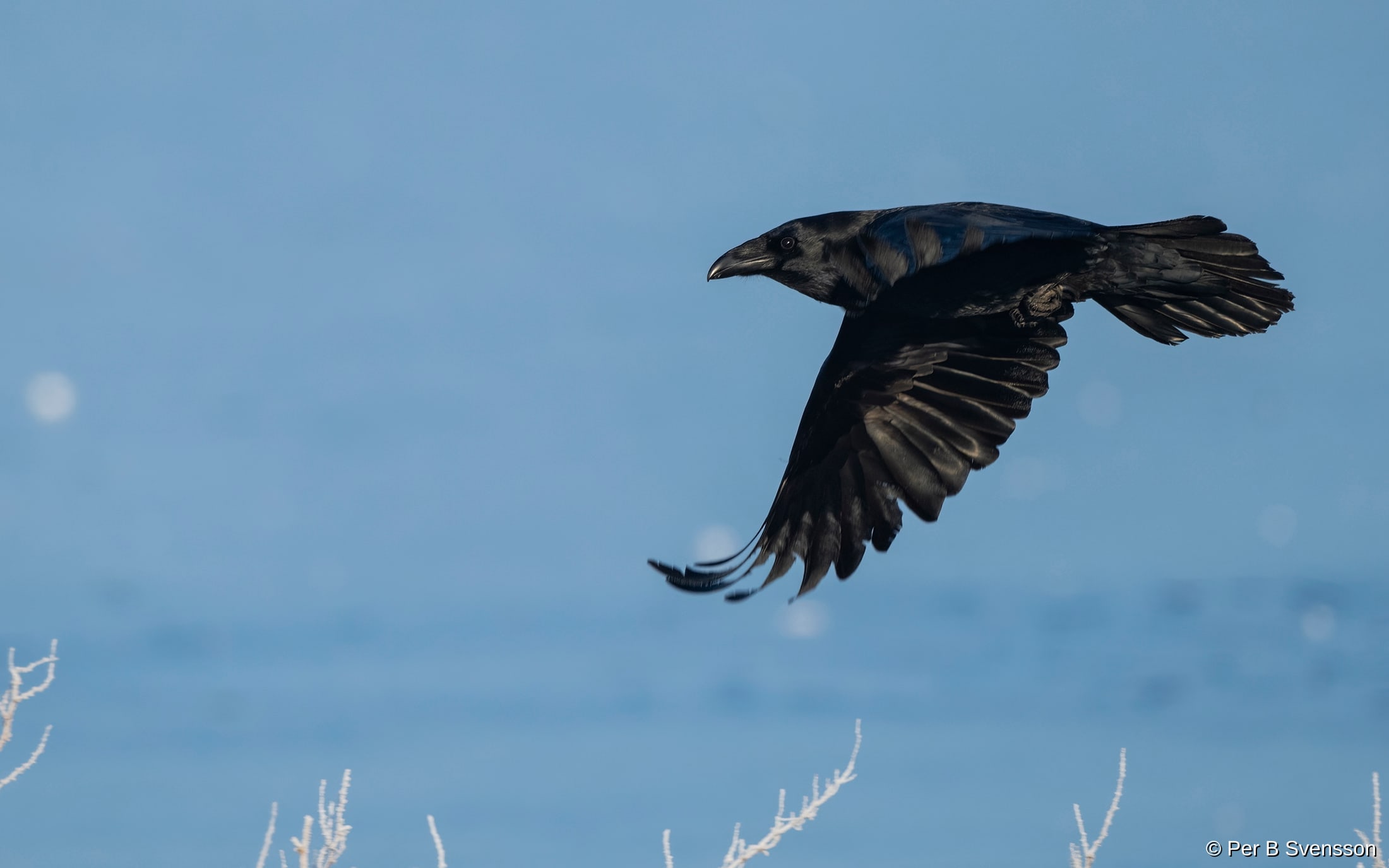 Ravn