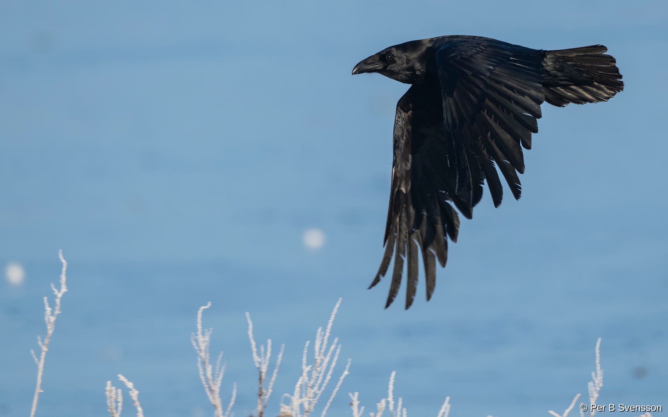 Ravn