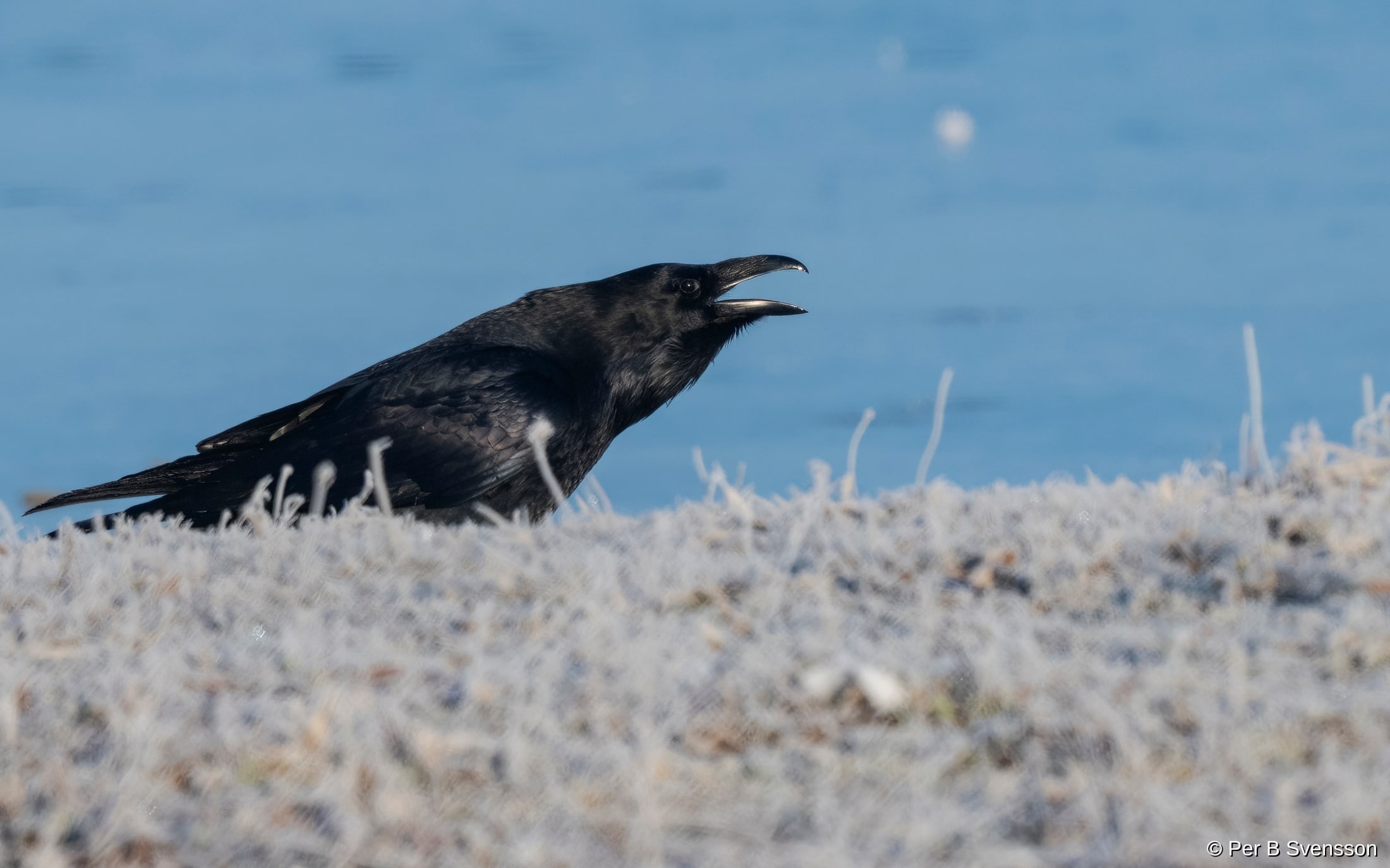 Ravn