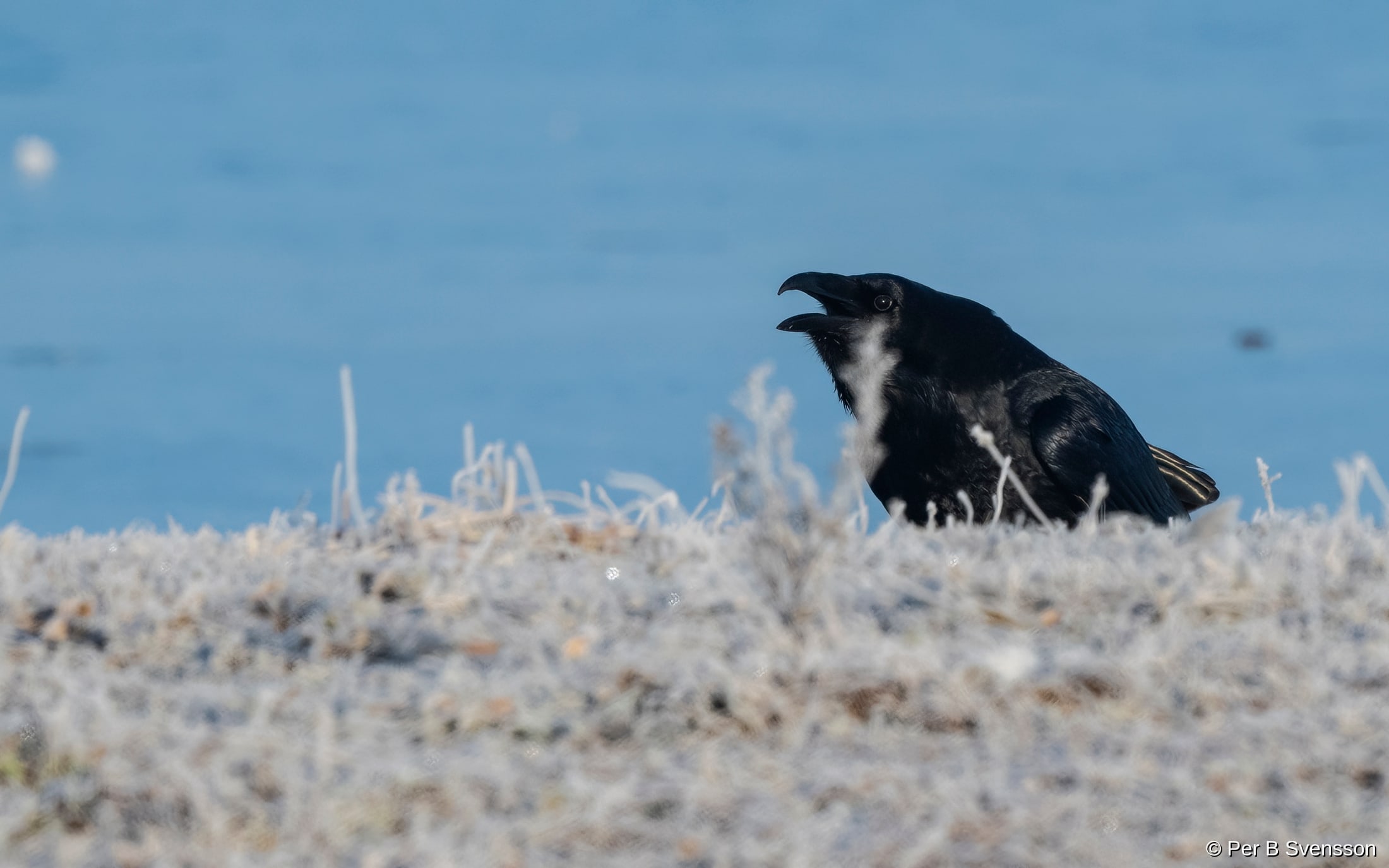 Ravn