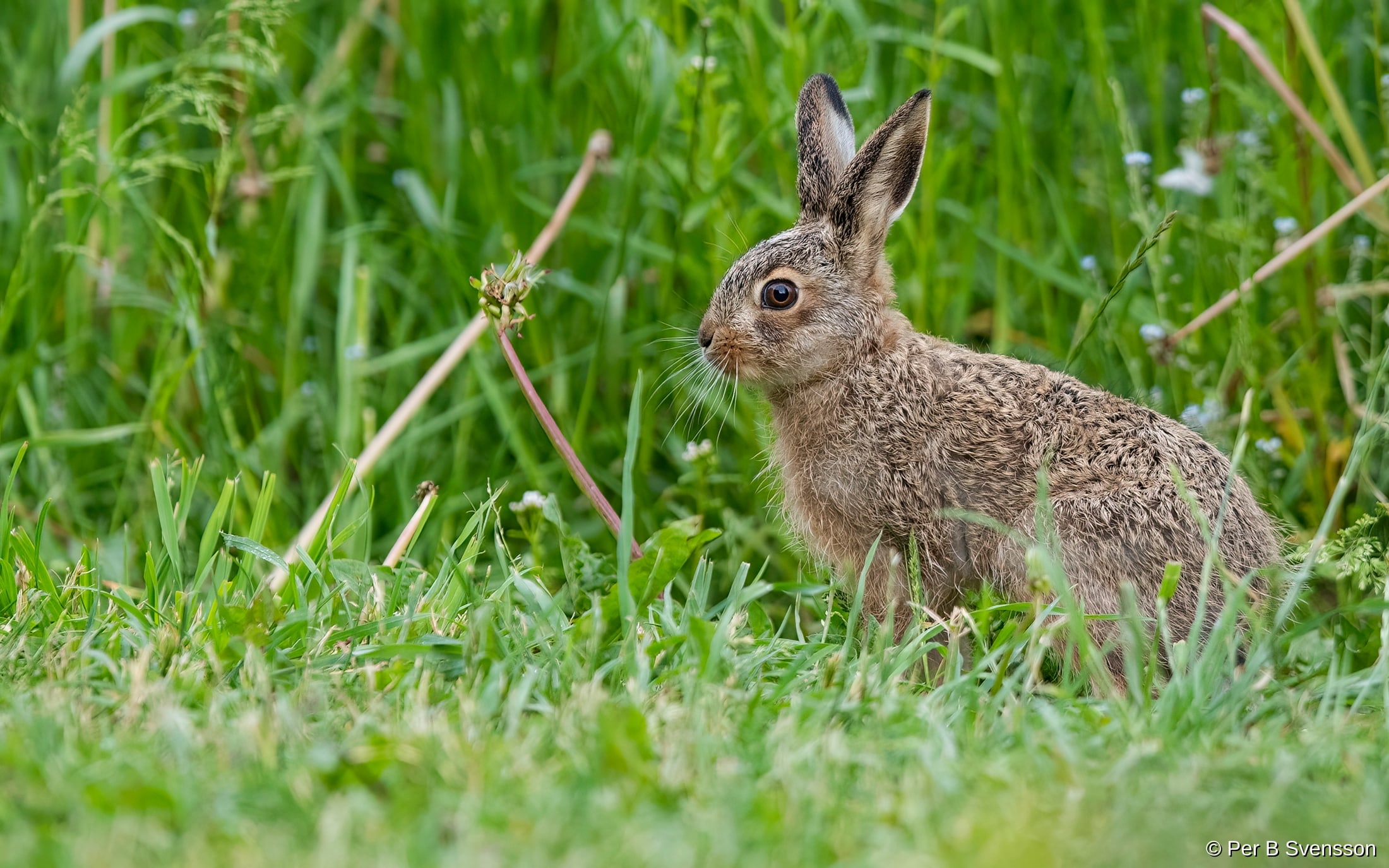 Hare