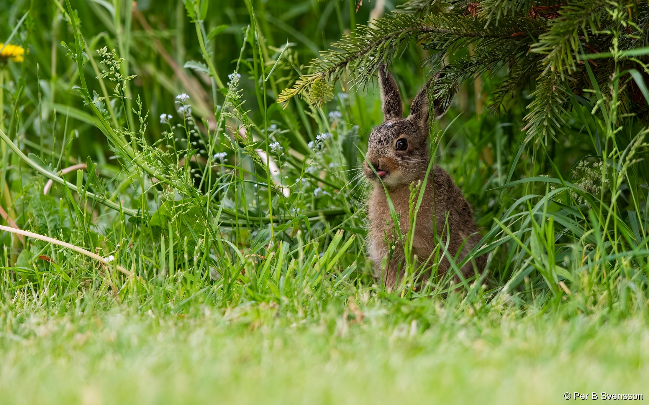 Hare
