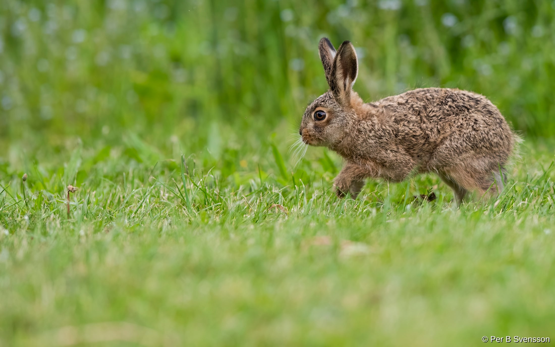 Hare