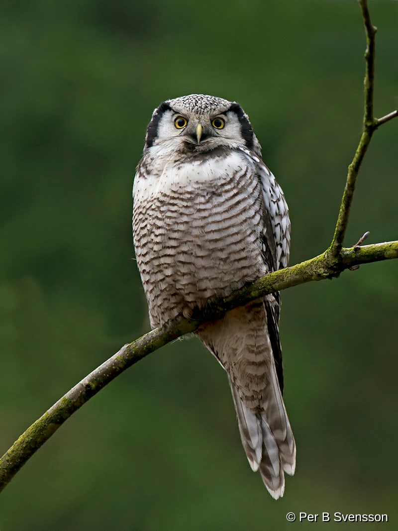 Høgeugle