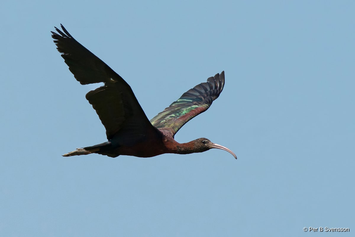 Sort Ibis