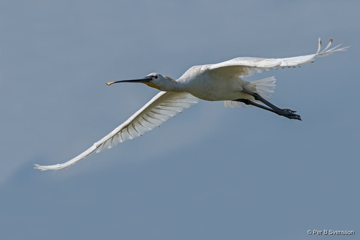 Skestork