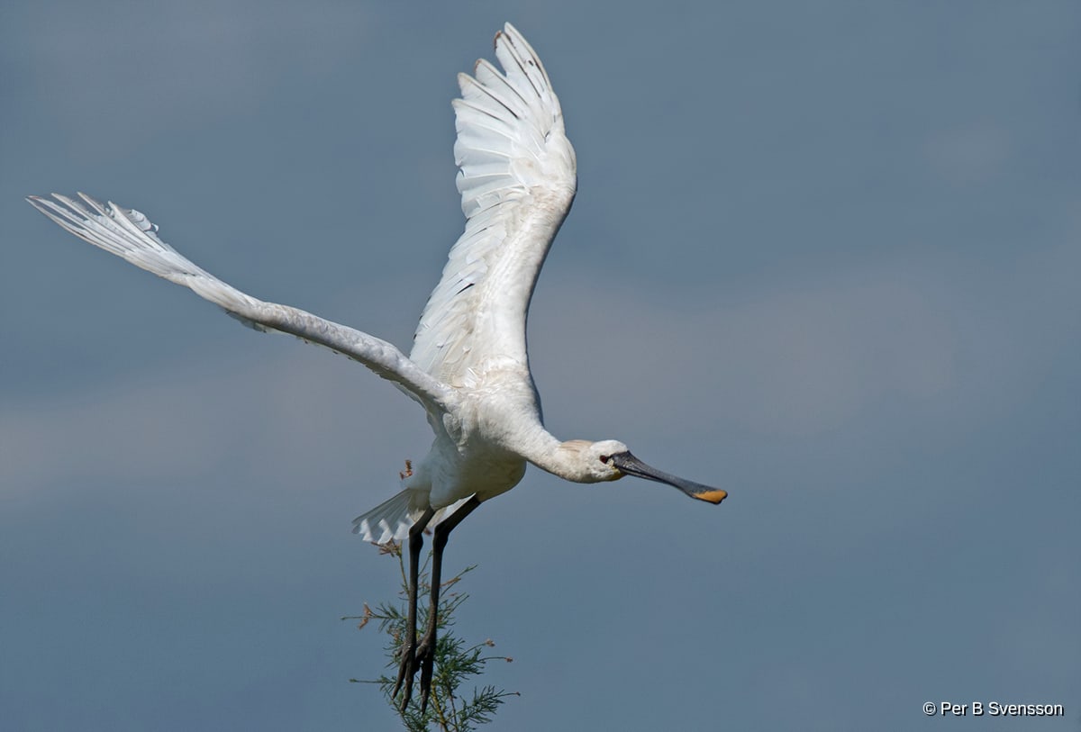 Skestork