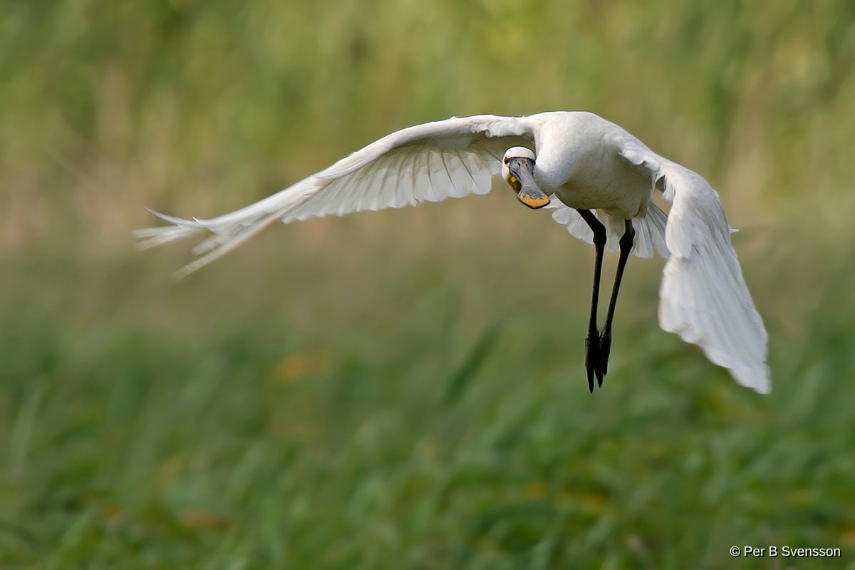 Skestork