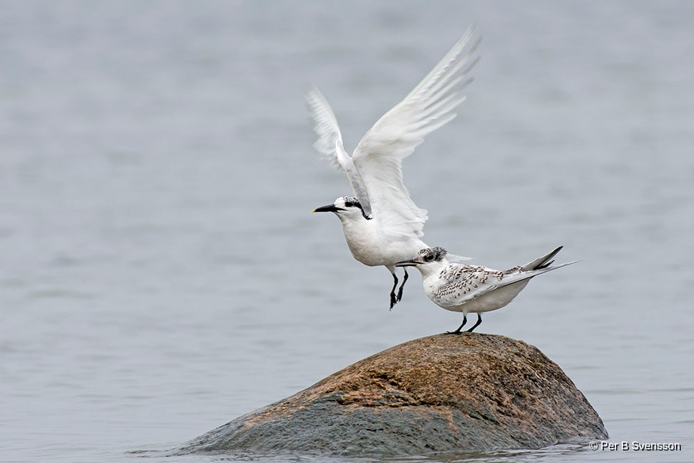 Splitterne