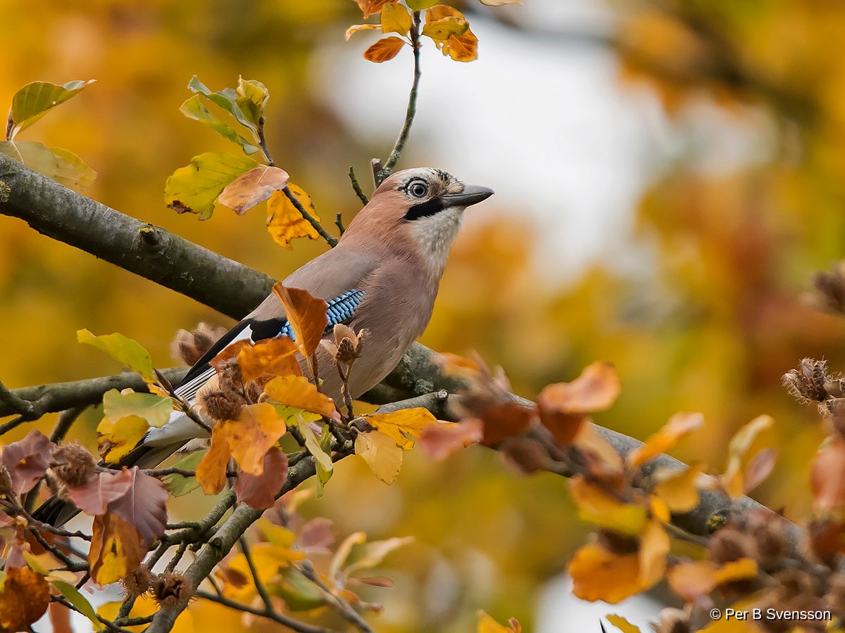 Skovskade