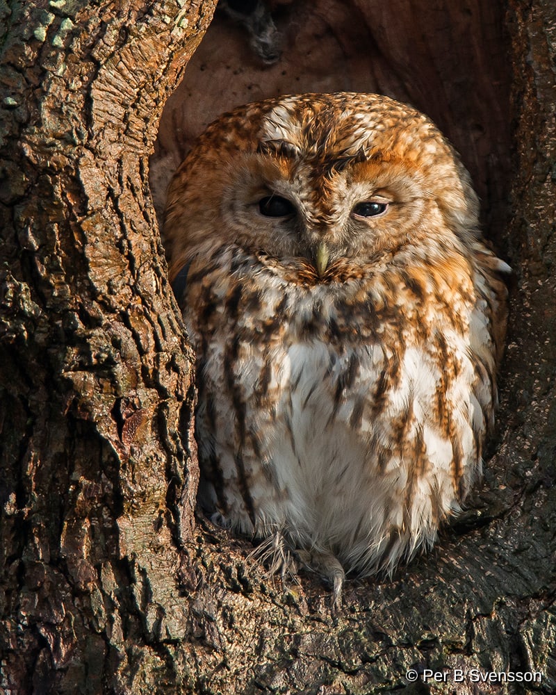 Natugle
