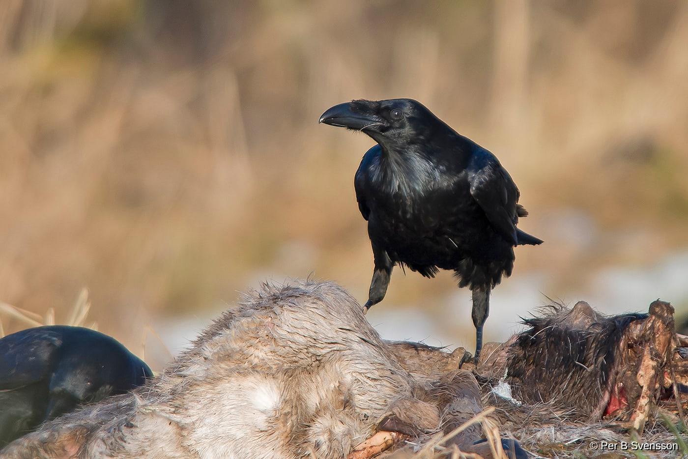 Ravn