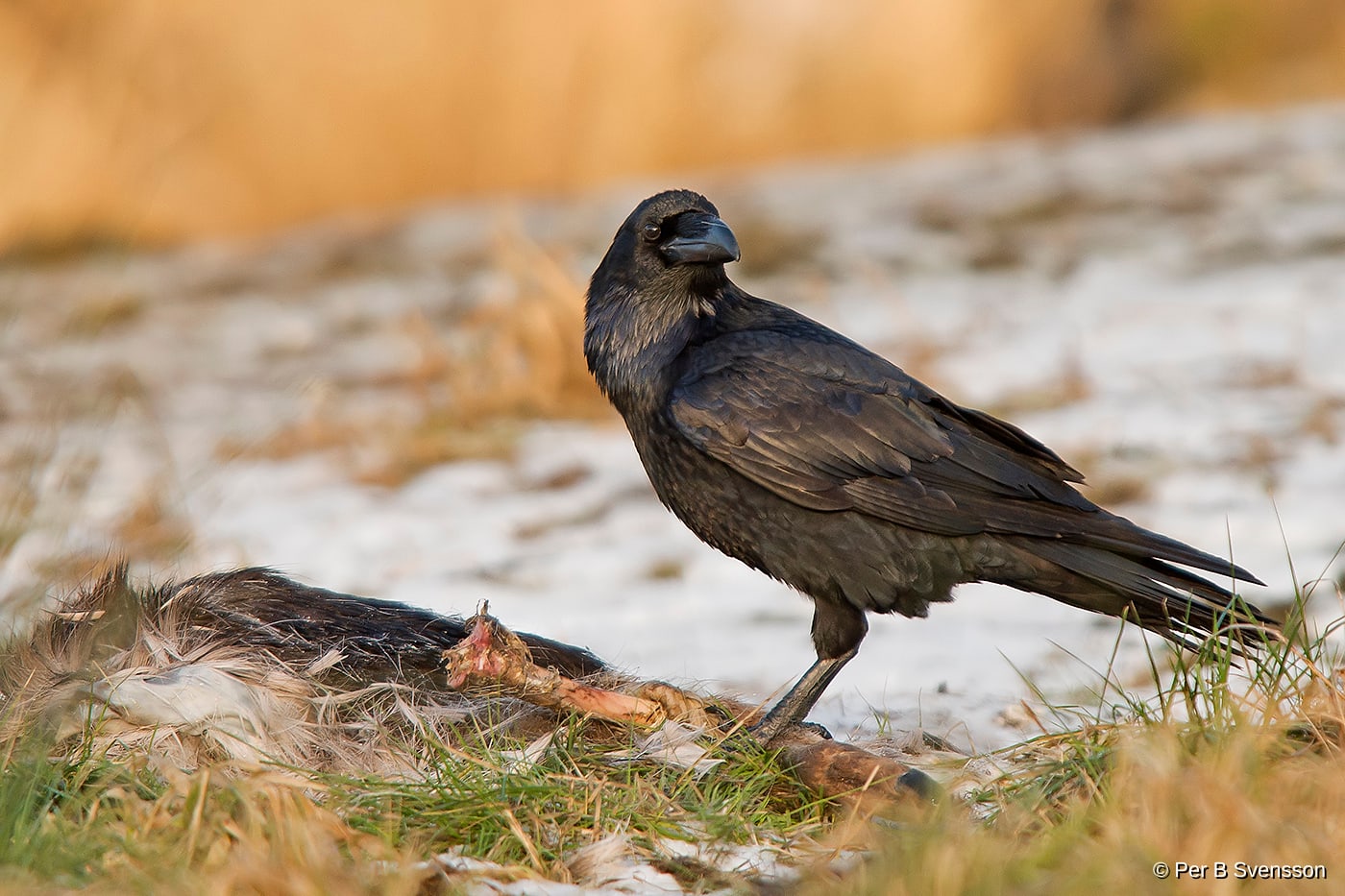 Ravn