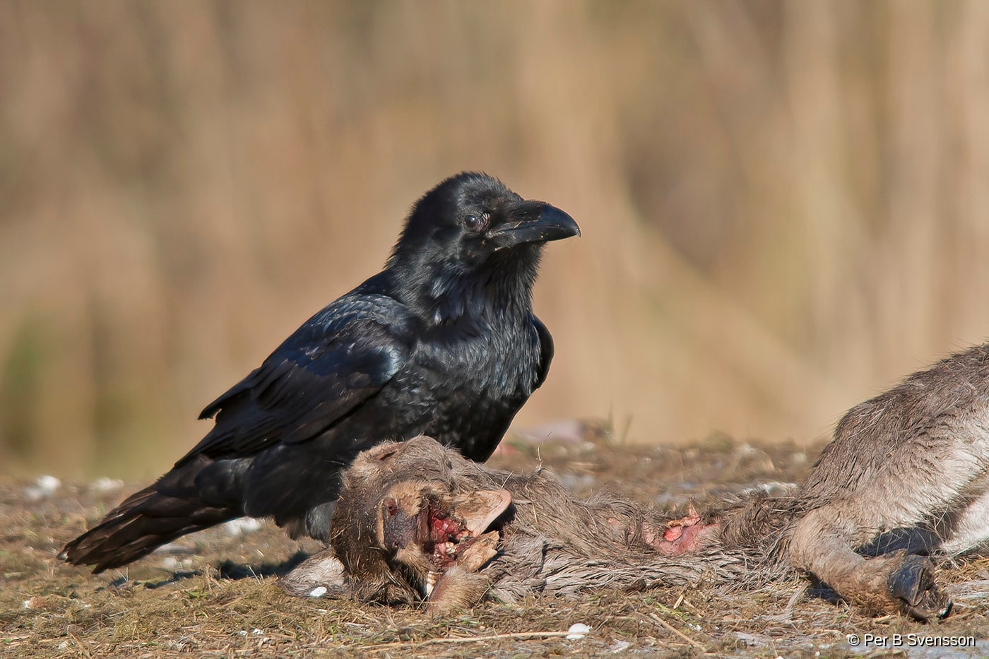 Ravn