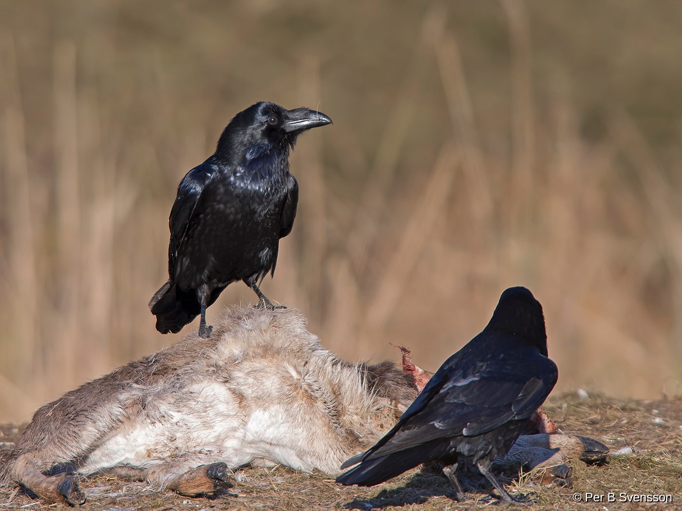 Ravn