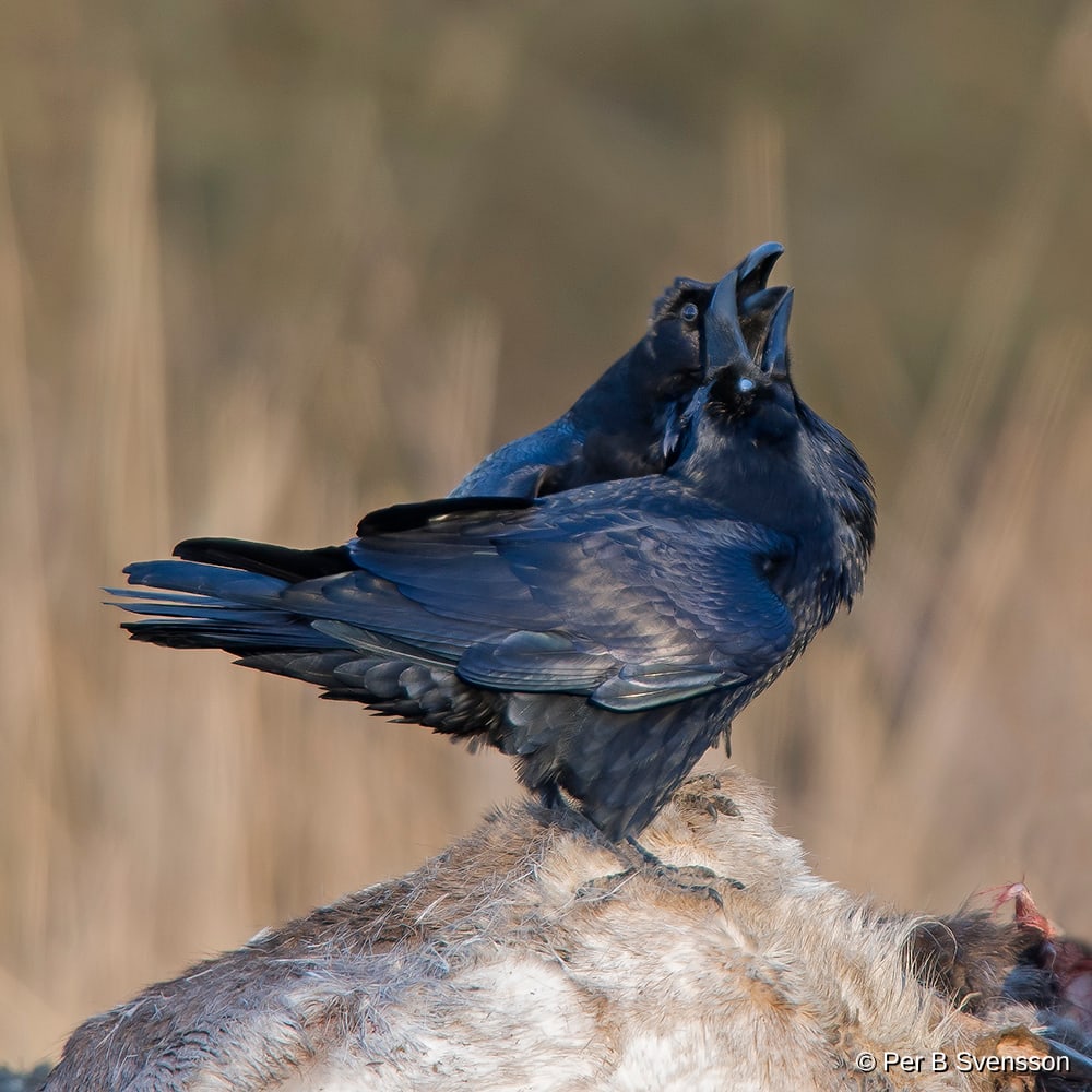 Ravn