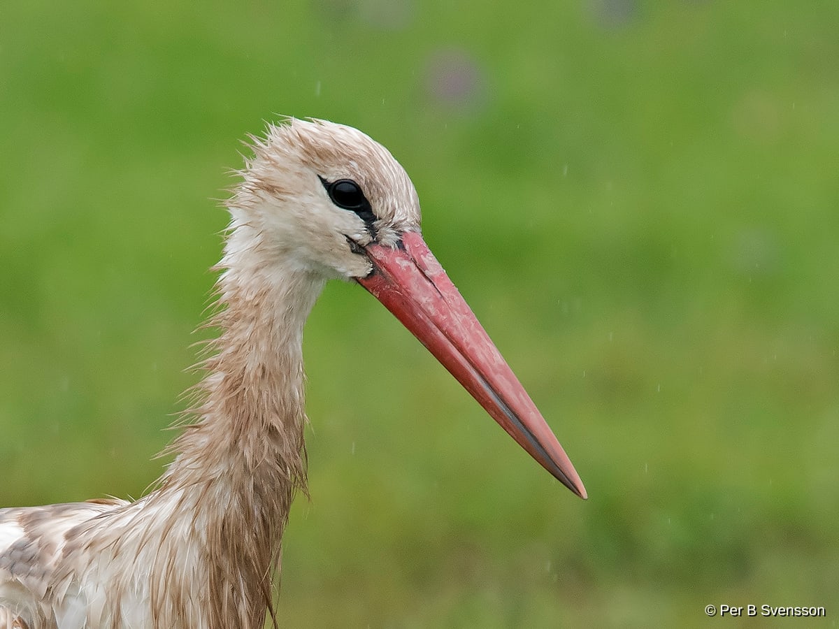 Hvid Stork